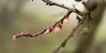 Какво трябва да се направи, за да се третира градината преди отварянето на пъпките и защо това е изключително важно? 13