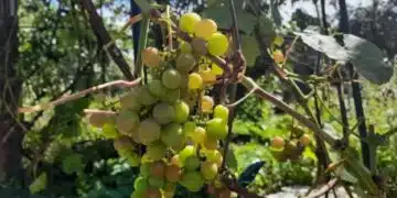 Как да се грижим за гроздето през зимата 7
