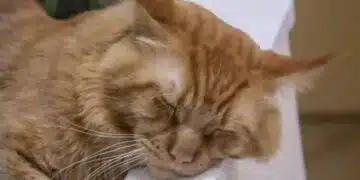 Защо котката спи през деня: всички собственици на домашни любимци трябва да знаят това 3