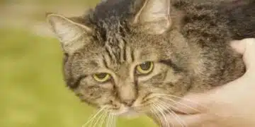 Как да успокоите котка, която е уплашена от силен шум: покажете внимание, за да избегнете проблеми със здравето и тоалетната 13