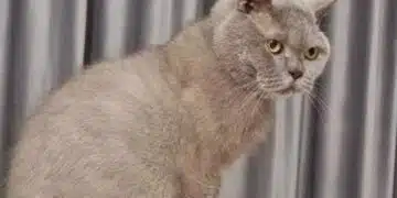 Защо вашата котка чака на вратата: Тайните на котешката психология, за които никога не сте знаели 10