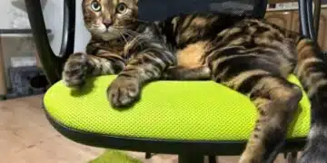 Стана известно каква връзка съществува между котките и техните стопани 9
