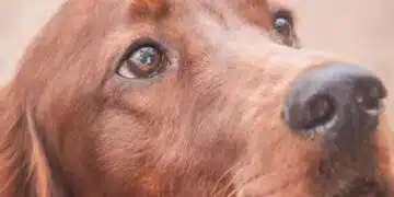 Защо кучето ви не иска да яде около вас: Скрита емоция, която е лесно да се пропусне 2