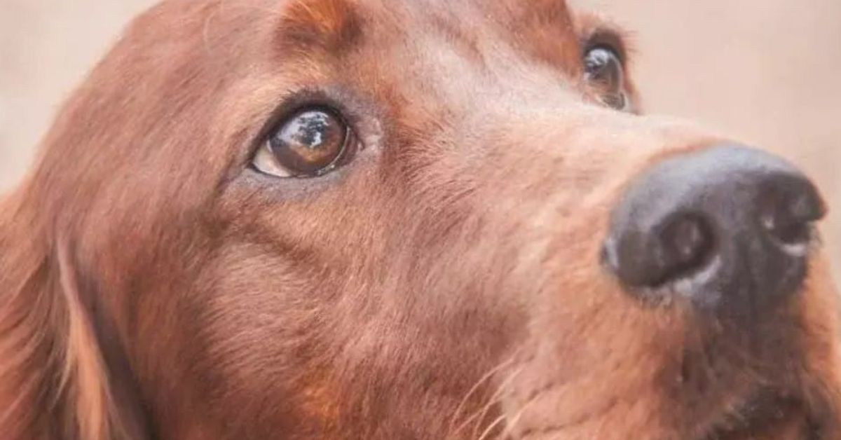 Защо кучетата облизват лицето ви? Древен инстинкт, който може да бъде опасен за вашето здраве Портрет на червено-кафяво куче, ирландски сетер, гледащо нагоре.