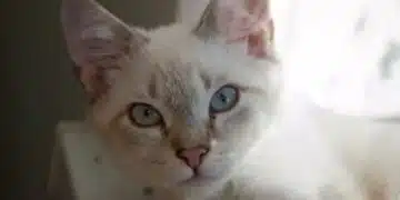 Как да успокоите ядосана котка: Съвети от фелинолози 1