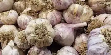 Не всеки знае! Как да подхраним чесъна, за да не пожълтява? 2