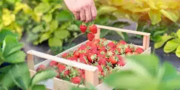 Как, кога и къде да засадите ягоди: инструкции стъпка по стъпка за градинари 15