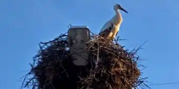 В Северна България в края на януари се завърна щъркел - някои го определят като феномен СНИМКИ 3
