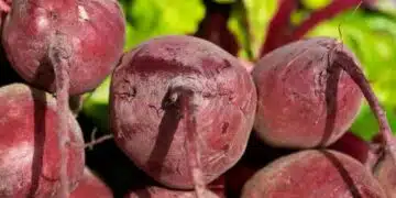 Няколко вкусни зеленчука, които обачат сянката: всеки градинар трябва да знае 1