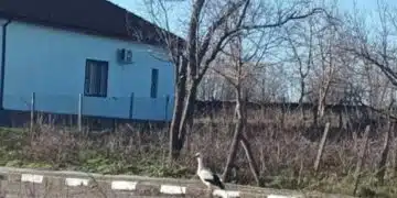 В Дропла кацна щъркел, местните се чудят дали е на късмет или ранна пролет 4