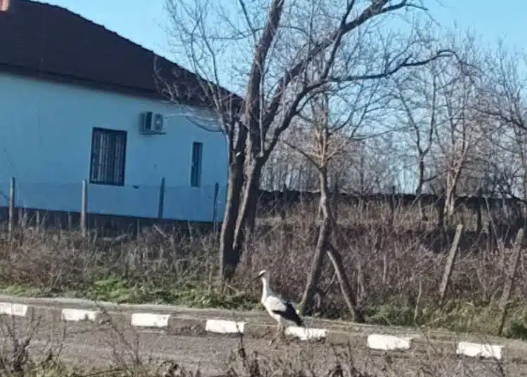 В Дропла кацна щъркел, местните се чудят дали е на късмет или ранна пролет 1