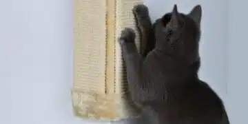 Защо котка драска мека мебел и как да защитим нещата от нея? 7