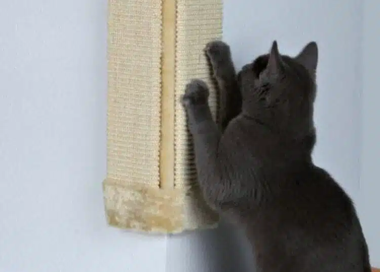 Защо котка драска мека мебел и как да защитим нещата от нея? 1
