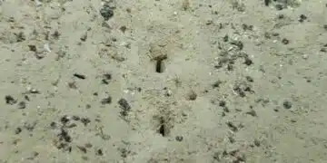 Откриха на дъното на Атлантическия океан мистериозни дупки 4