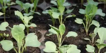 Как да сеете зеле за разсад: всички етапи, най-добри съвети 1