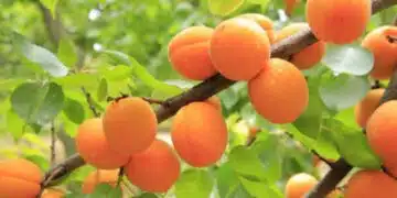 Лоша новина за родните кайсии – според мнозина тази година няма да има 6