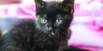 За всеки собственик! Как да научим коте да отговаря на името си: то ще бъде по-послушно от куче 11