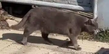 Нека помогнем! Издирва се котката ГЕРОЙ, която спаси дете от пожар в Нова Загора 3