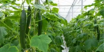 Защо трябва да поливате краставиците с мляко: Неочакван лайфхак за август 1