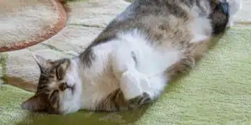 Ползени съвети, които ще ви помогнат да изкъпете котка, ако се страхува от вода 12