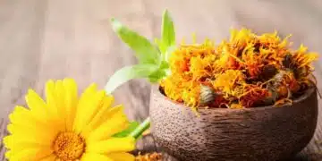 Ето защо невенът помага при толкова много болести 10