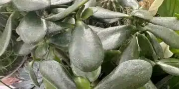 Как да направите короната на парично дърво гъста и не изтъркана: има една тайна 3