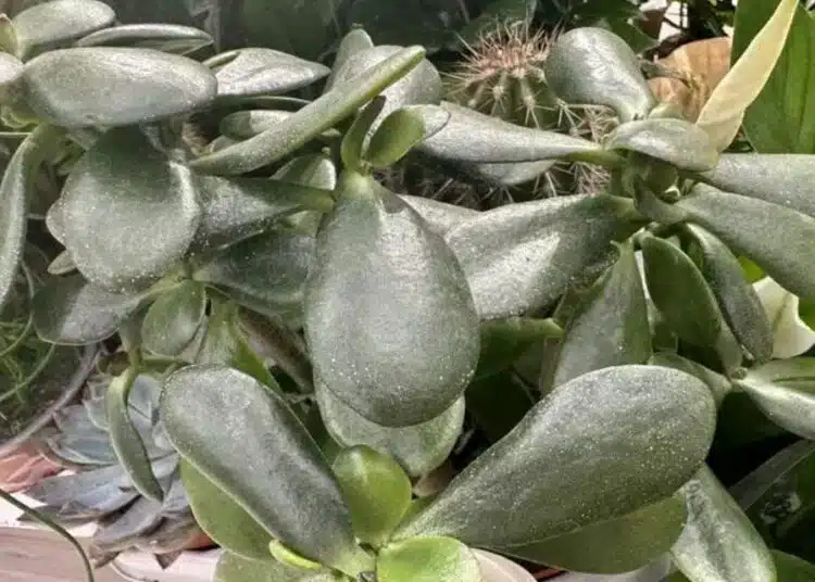 Как да направите короната на парично дърво гъста и не изтъркана: има една тайна 1