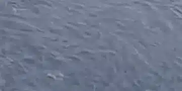 В наш морски град тонове риба предизвикаха тревога 4