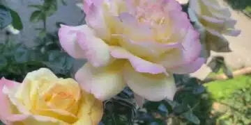 Съседката Цецка има уникални рози. Тя сподели успешен метод за размножаване на рози чрез резници. Споделя, че това е най-доброто, което е пробвала! 7