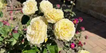 Добре познат метод за спасяване на замръзнала роза: доказан от години 5