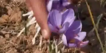 Ето кои са най-скъпите храни в целия свят 1