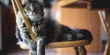 Учените назоваха прост трик, който ще ви помогне да се сприятелите дори с много придирчива котка 6