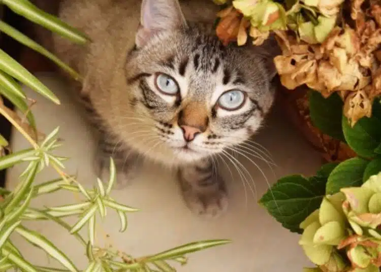 4 смели породи котки, които защитават стопаните си 1