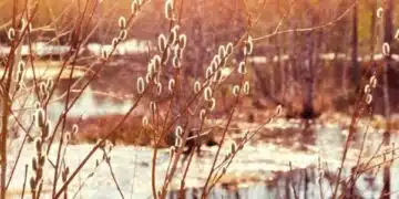 Хороскоп за 19 март: Лъв - действия, а Козирог - покупки 1