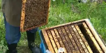 В област Добрич пчелари алармират за 90 % гибел на пчелни семейства 1