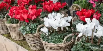 Как да се грижим за алпийска теменужка, така че да цъфти отново? 15