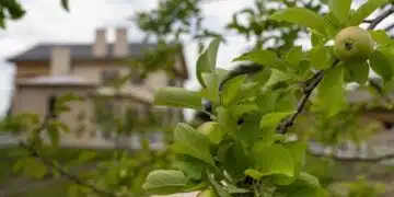 Кое време на годината е най-подходящо за засаждане на дървета? 13