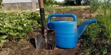 Какво засаждаш грешно и кои правила не спазваш? Грешки, които съсипват градината ви 3