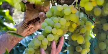 Кога да подрязвате грозде, за да получите голяма и сочна реколта - споделят опитните градинари 7