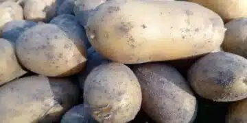 Защо картофите стават все по-малки всяка година: Причини и методи за съживяване на реколтата 8