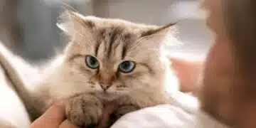 Можете ли да храните котка с нашийник около врата ѝ: Какво трябва да знаете, преди да е станало твърде късно 13