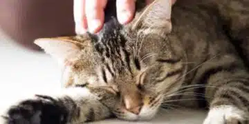Защо котките обичат да ги чешат зад ушите? Науката има 5 обяснения и едно от тях противоречи на всичко, което знаете за тях 2