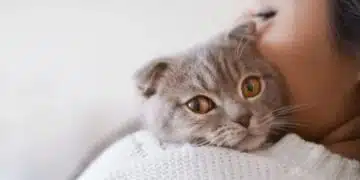 Защо котките са най-добрите домашни любимци за много хора 9