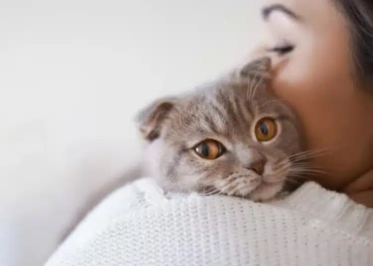 Защо котките са най-добрите домашни любимци за много хора 1