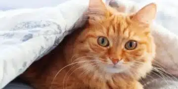 Котешка терапия като облекчаване на стреса: Вярно ли е, че котките могат да лекуват? 5