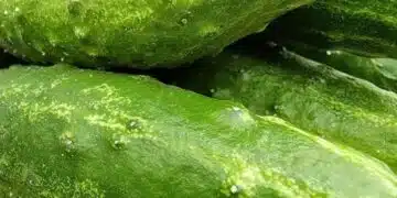 Тайната на поливането: Защо вашите краставици са горчиви, въпреки че правите всичко правилно 5