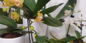 Днес не извършвайте обаждания след залез слънце и не поставяйте жълти цветя в своя дом 2