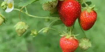 Ягоди след прибиране на реколтата: 3 задължителни процедури за следващия сезон за всеки градинар! 2