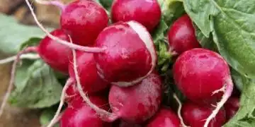 Репичките - защо да ги похапваме, какви са ползите върху нашето здраве 10