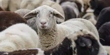 Заради шап и инфлуенца по животните въвеждат мерки в Търговище 2